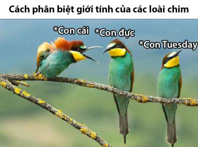 Ảnh chế Nguồn: Bí Mật Cuộc Sống