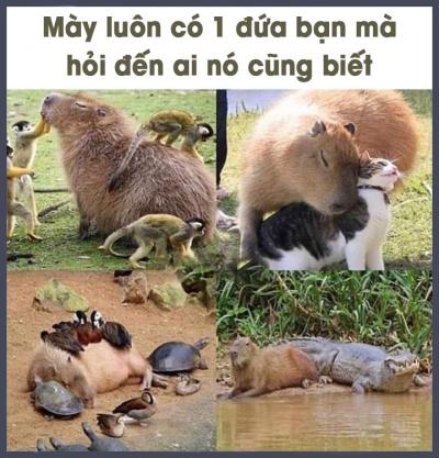 Ảnh chế Nguồn: Bí Mật Cuộc Sống