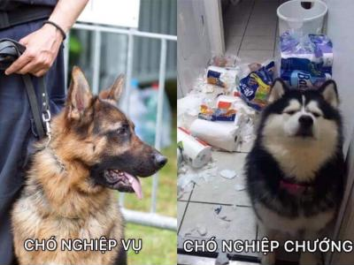 Ảnh chế Nguồn: Bí Mật Cuộc Sống
