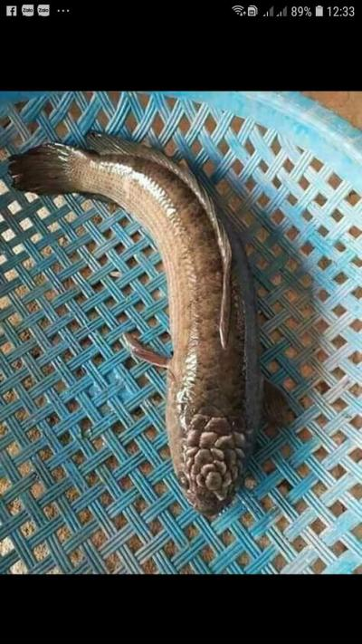 Ảnh chế Nguồn: Bí Mật Cuộc Sống