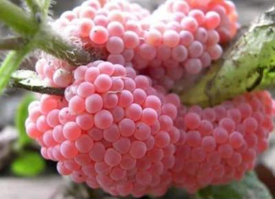 Ảnh chế Nguồn: Bí Mật Cuộc Sống