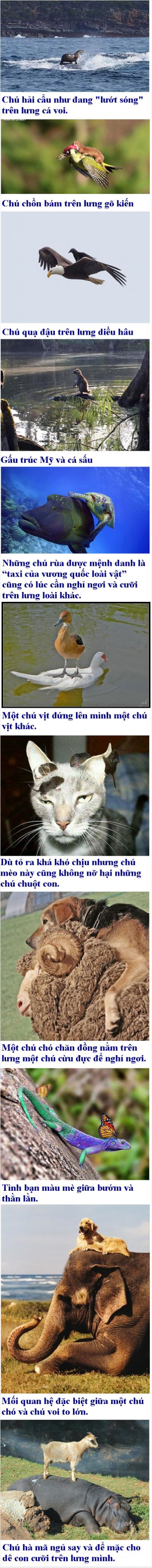 Ảnh chế Nguồn: Bí Mật Cuộc Sống