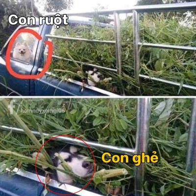 Ảnh chế Nguồn: Bí Mật Cuộc Sống