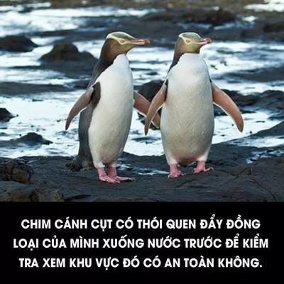 Ảnh chế Nguồn: Bí Mật Cuộc Sống