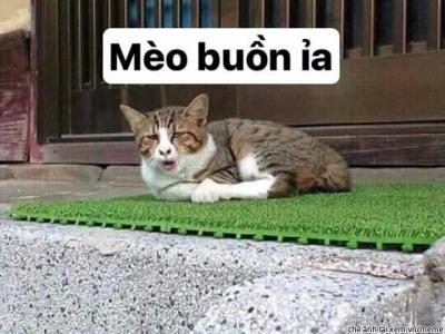 Ảnh chế Nguồn: Bí Mật Cuộc Sống