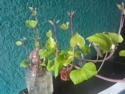 Ảnh chế Nguồn: Bí Mật Cuộc Sống