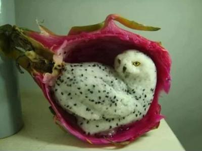 Ảnh chế Nguồn: Bí Mật Cuộc Sống