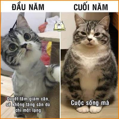 Ảnh chế Nguồn: Bí Mật Cuộc Sống